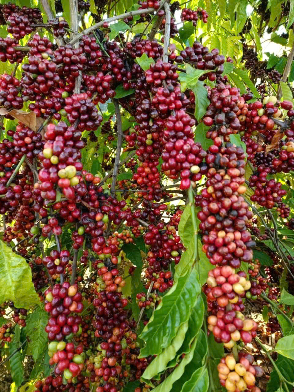 TỈNH ĐẮK LẮK TỔ CHỨC CÁC HOẠT ĐỘNG KỶ NIỆM 50 NĂM CHIẾN THẮNG BUÔN MA THUỘT, GIẢI PHÓNG TỈNH ĐẮK LẮK (10/3/1975-10/3/2025) VÀ TỔ CHỨC LỄ HỘI CÀ PHÊ BUÔN MA THUỘT, LẦN THỨ 9 NĂM 2025.