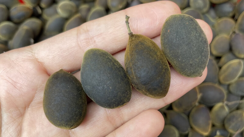 Trái xay là trái gì?