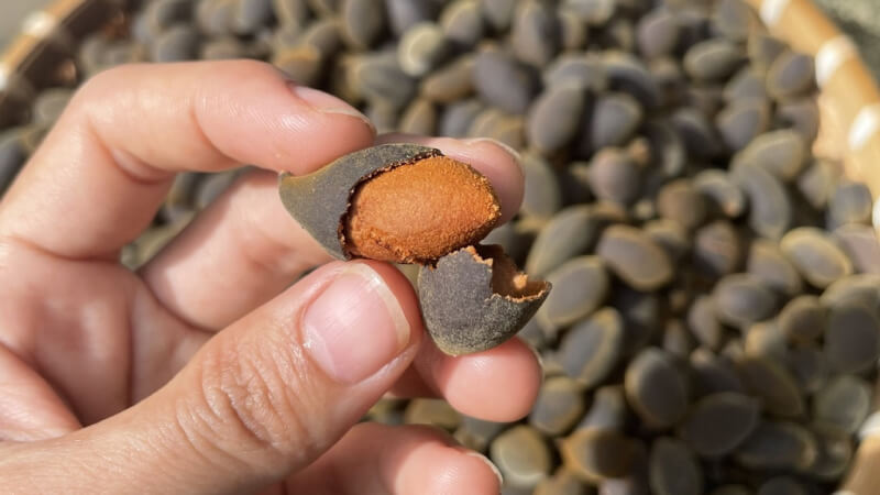 Đặc điểm nhận dạng của trái xay