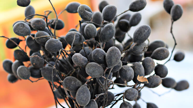 Cách bảo quản trái xay tươi?