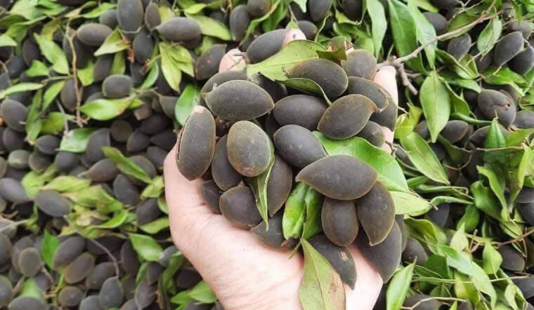 Trái xay là trái gì? tất tần tật về đặc sản xay nhung miền Trung