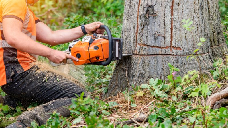 Không chặt cây có tuổi đời cao