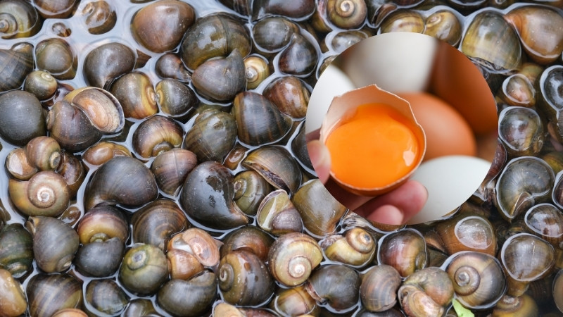 Cho ốc ăn trứng gà để không bị gầy