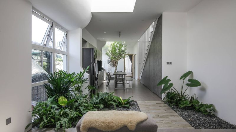 Trồng cây trong nhà để tạo không gian sống mát mẻ