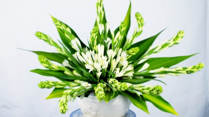 Hoa huệ trắng Hoa huệ trắng