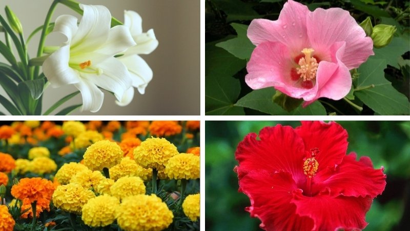 Những loại hoa tránh đặt lên bàn thờ Những loại hoa tránh đặt lên bàn thờ