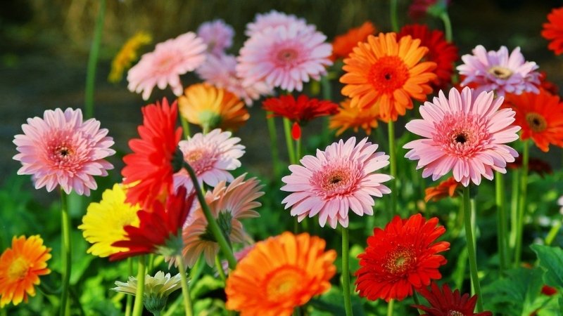 Hoa đồng tiền Hoa đồng tiền