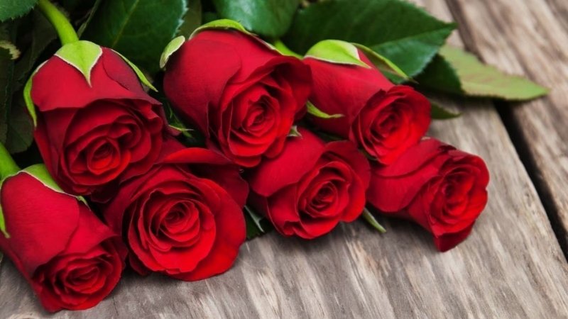 Bạn nên chọn hoa hồng đỏ thẫm, tuốt bỏ gai Bạn nên chọn hoa hồng đỏ thẫm, tuốt bỏ gai