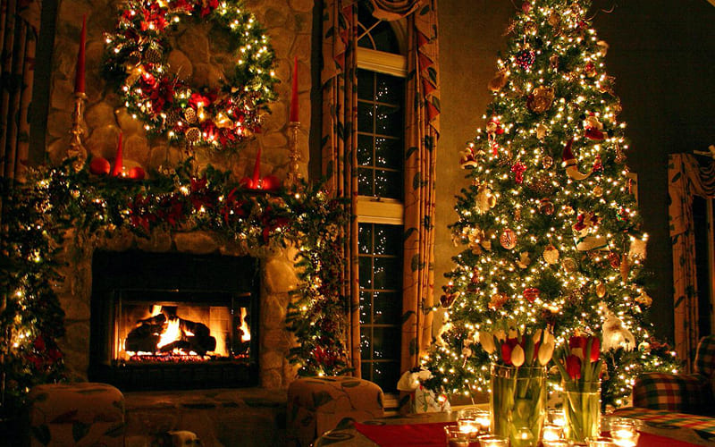 Tại sao cây thông lại phổ biến ở phương Tây?