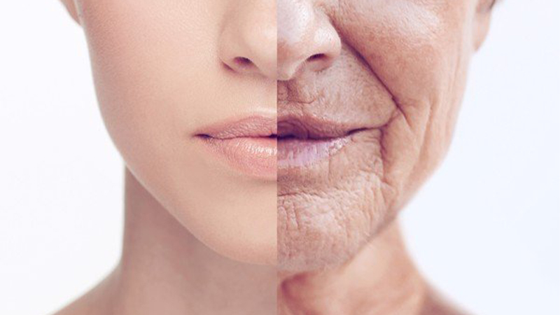 Tác dụng chống lão hóa, kéo dài tuổi thọ
