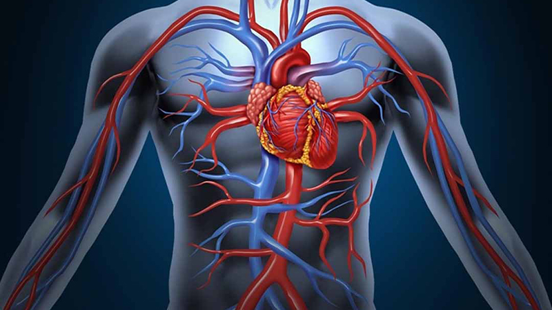 Hỗ trợ sức khỏe tim mạch