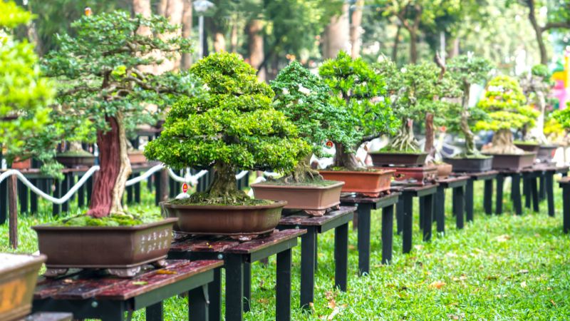 Nguyên tắc chọn cây phong thủy cho người mệnh Thủy
