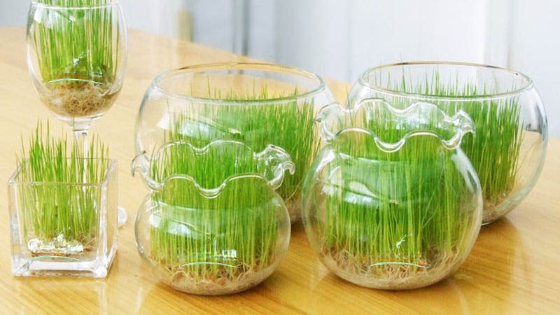 Cây mầm xanh