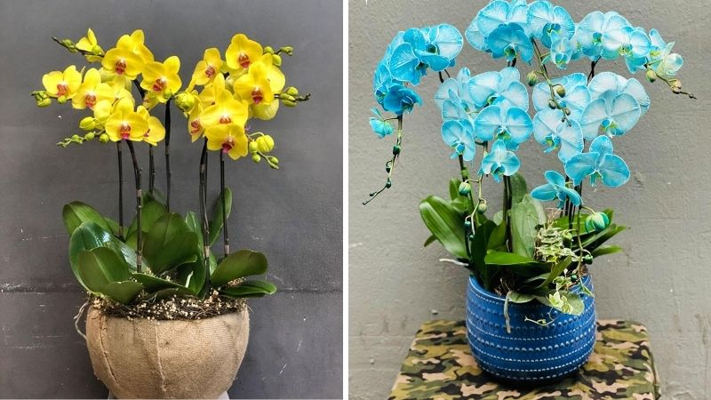 Mẫu hoa sinh nhật cho sếp nam 1