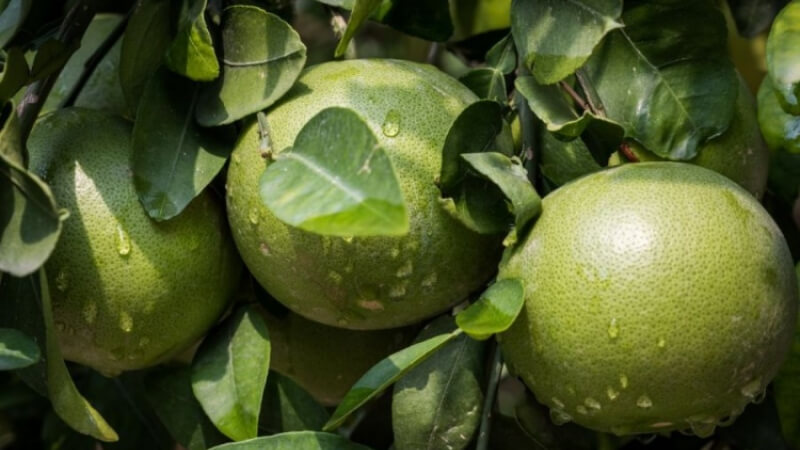 Dùng vỏ và lá bưởi xông nhà