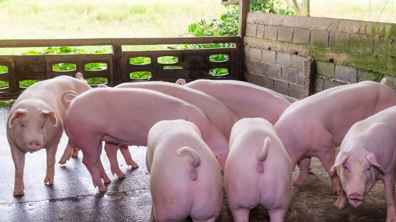 Giá heo hơi hôm nay 27/07 tại miền Bắc Giá heo hơi hôm nay 27/07 tại miền Bắc