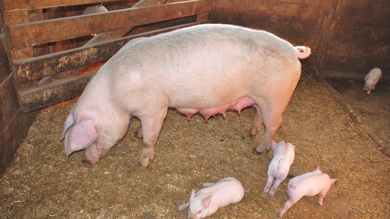 Giá heo hơi hôm nay 27/07 tại Trung, Tây Nguyên Giá heo hơi hôm nay 27/07 tại Trung, Tây Nguyên