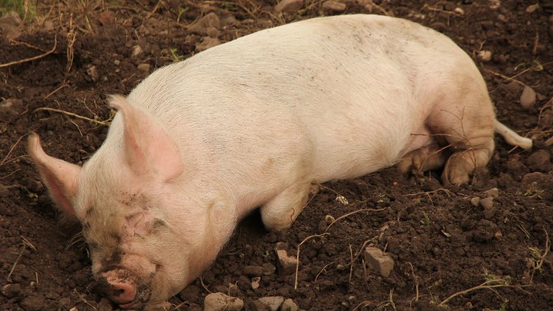 Giá heo hơi hôm nay 27/07 tại miền Nam Giá heo hơi hôm nay 27/07 tại miền Nam