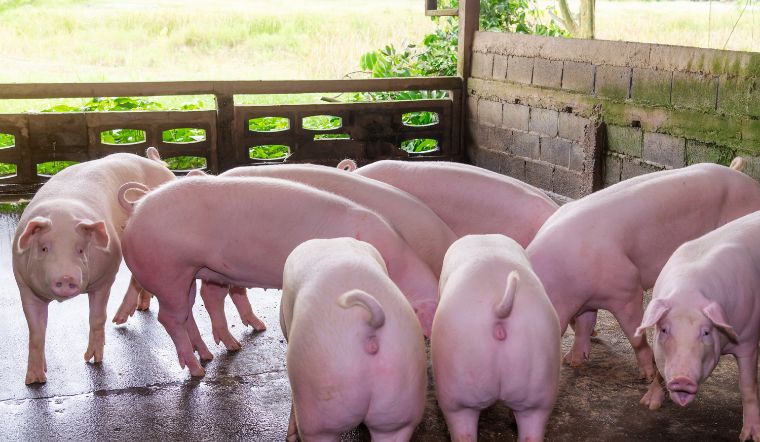 Giá heo hơi hôm nay 27/07: Giữ giá ổn định