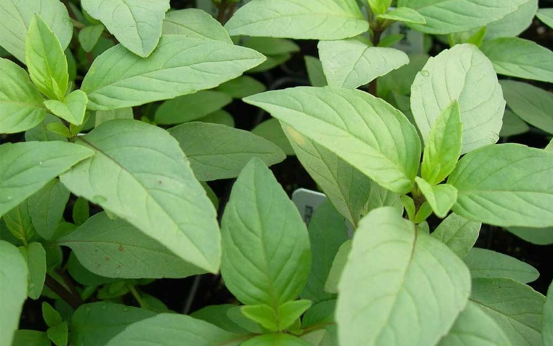 Lá é có phải là lá húng quế không?