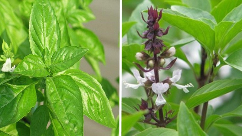 Tác dụng của lá é