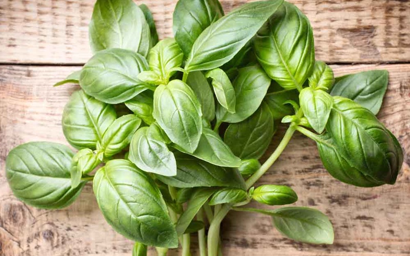 Những lưu ý khi sử dụng lá é