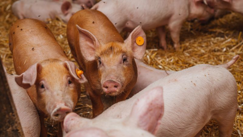 Giá heo hơi hôm nay 29/07 tại miền Bắc