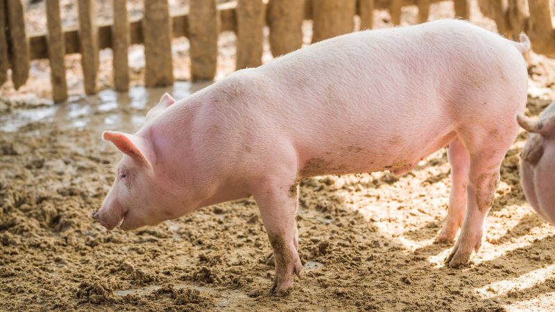 Giá heo hơi hôm nay 29/07 tại Trung, Tây Nguyên