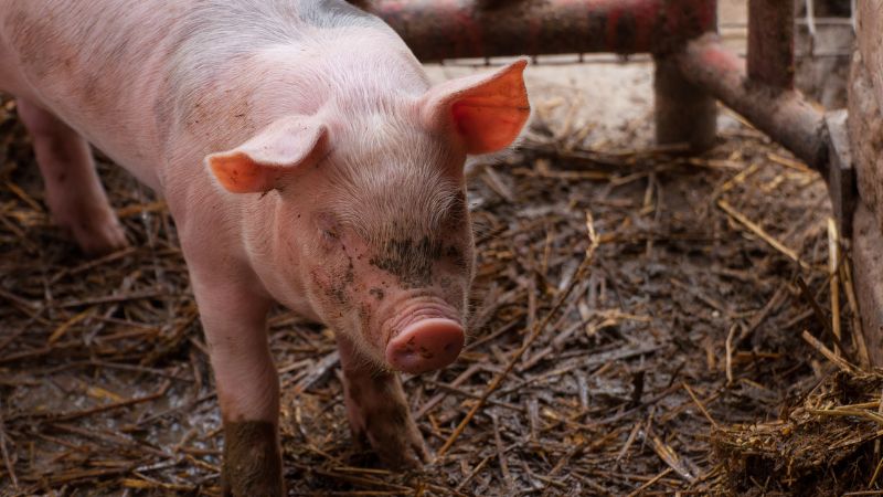 Giá heo hơi hôm nay 29/07 tại miền Nam