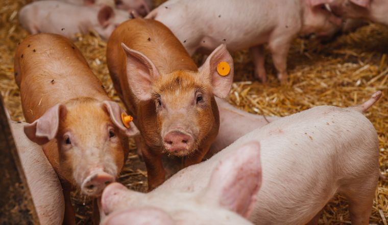 Giá heo hơi hôm nay 29/07: Đầu tuần giảm 1.000 đồng/kg