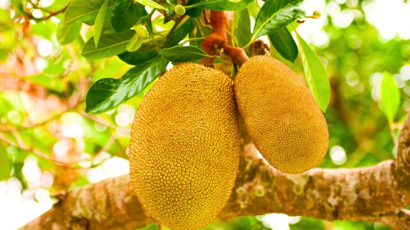 Cách tuyển chọn trái mít đạt chuẩn xuất khẩu Cách tuyển chọn trái mít đạt chuẩn xuất khẩu