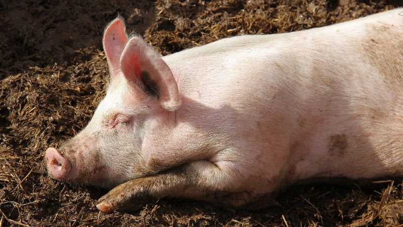 Giá heo hơi hôm nay 30/07 tại miền Bắc