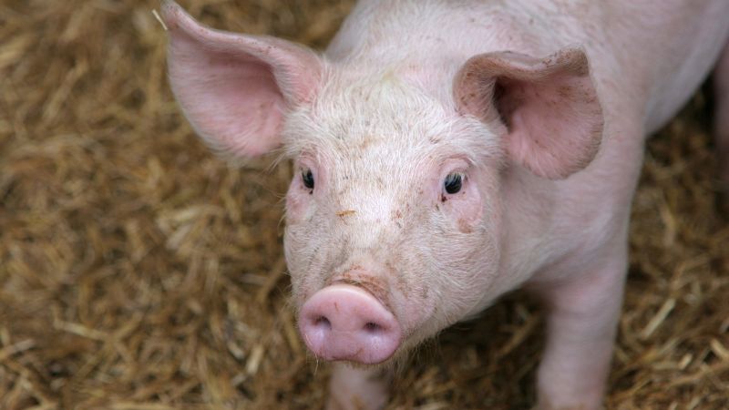 Giá heo hơi hôm nay 30/07 tại Trung, Tây Nguyên