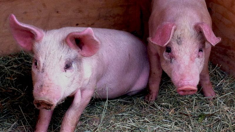 Giá heo hơi hôm nay 30/07 tại miền Nam