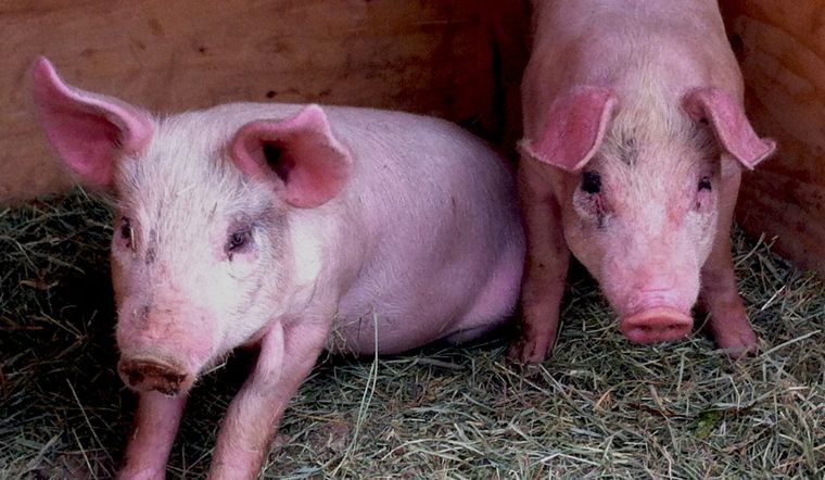 Giá heo hơi hôm nay 30/07: Đồng loạt đi ngang so với hôm qua