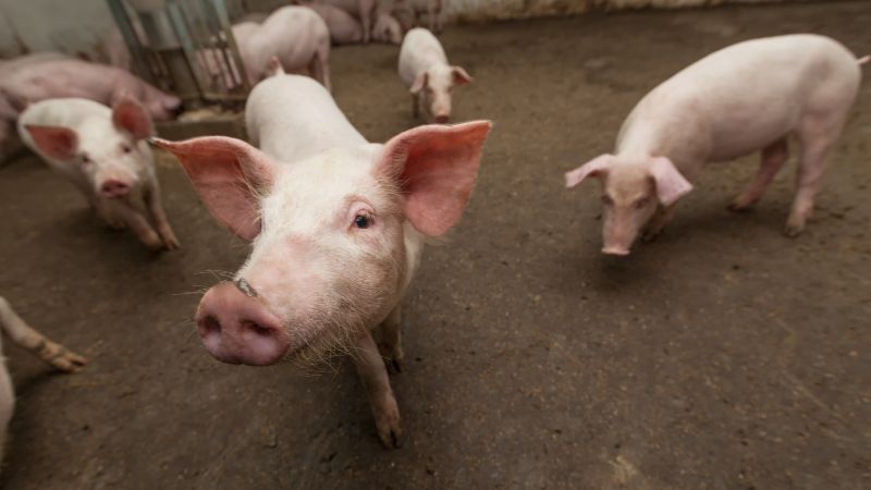 Giá heo hơi hôm nay 31/07 tại miền Bắc