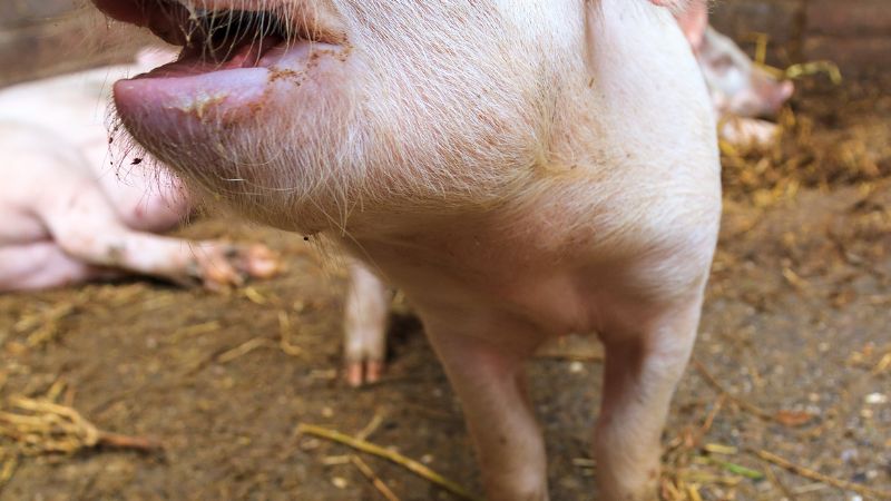 Giá heo hơi hôm nay 31/07 tại Trung, Tây Nguyên