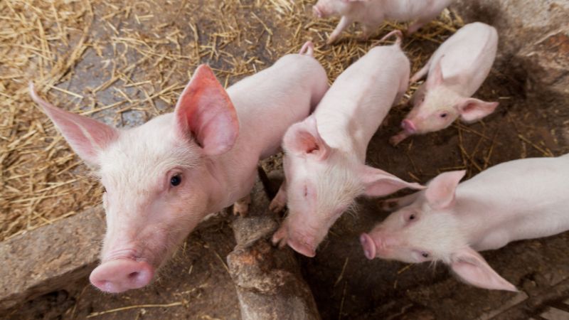 Giá heo hơi hôm nay 31/07 tại miền Nam