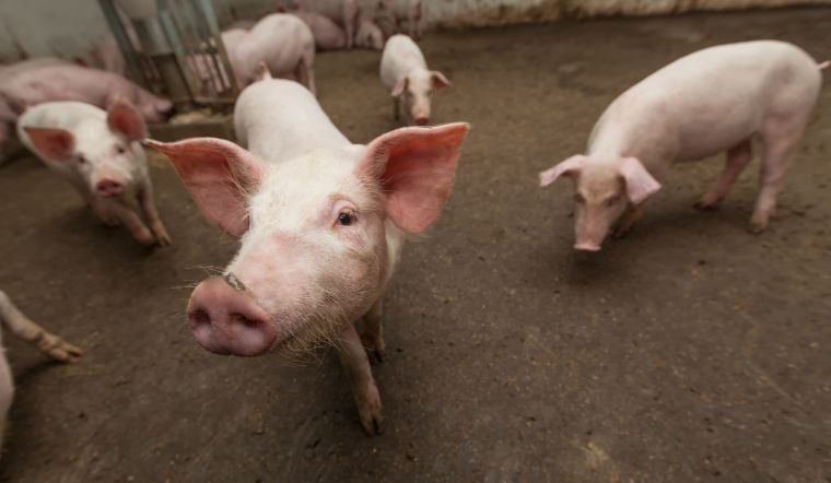 Giá heo hơi hôm nay 31/07: Giảm rải rác 1.000 đồng/kg