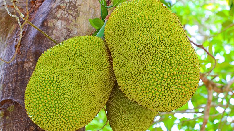 Bón phân, phun thuốc gì để trái mít có múi to, màu đẹp? Bón phân, phun thuốc gì để trái mít có múi to, màu đẹp?