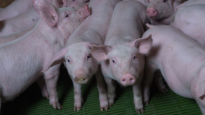 Giá heo hơi hôm nay 01/08 tại miền Bắc