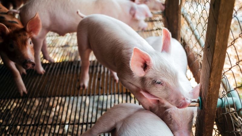 Giá heo hơi hôm nay 01/08 tại Trung, Tây Nguyên