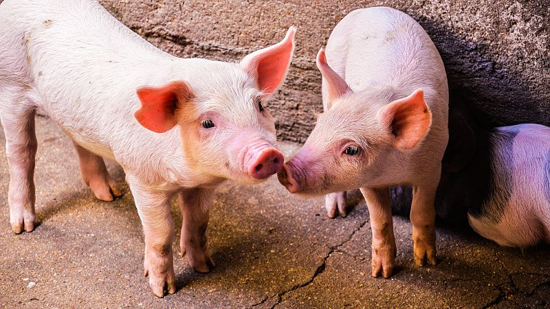 Giá heo hơi hôm nay 01/08 tại miền Nam