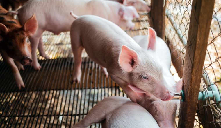 Giá heo hơi hôm nay 01/08: Tăng 1.000 đồng/kg tại một vài nơi