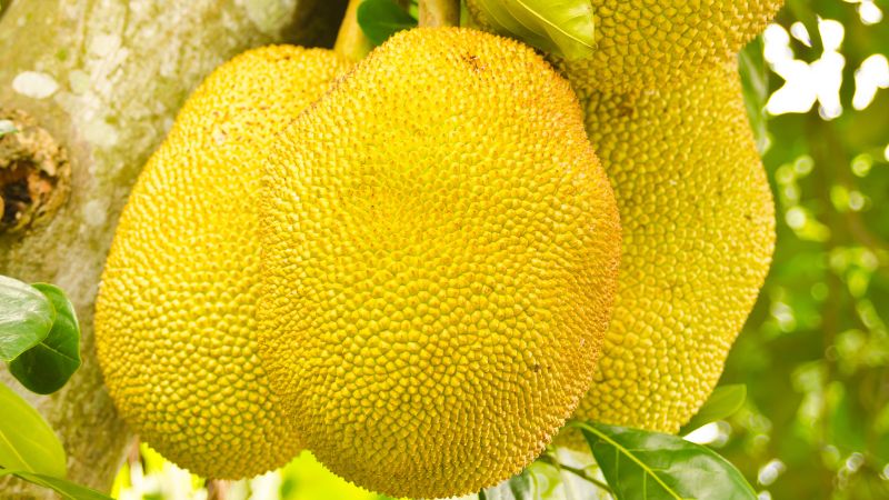 Cách khắc phục tình trạng thối cuống mít Cách khắc phục tình trạng thối cuống mít