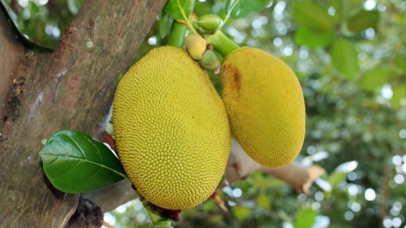 Vì sao trái mít Thái khi nhỏ tròn đẹp, lớn lên lại méo mó? Vì sao trái mít Thái khi nhỏ tròn đẹp, lớn lên lại méo mó?