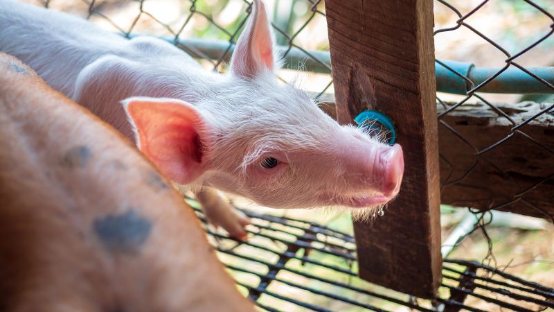 Giá heo hơi hôm nay 02/08 tại miền Bắc