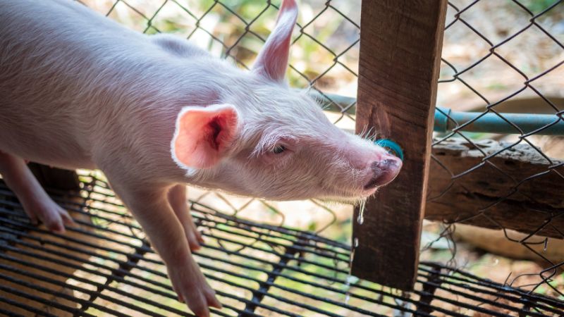 Giá heo hơi hôm nay 02/08 tại Trung, Tây Nguyên