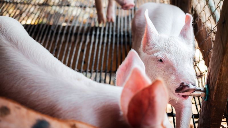 Giá heo hơi hôm nay 02/08 tại miền Nam