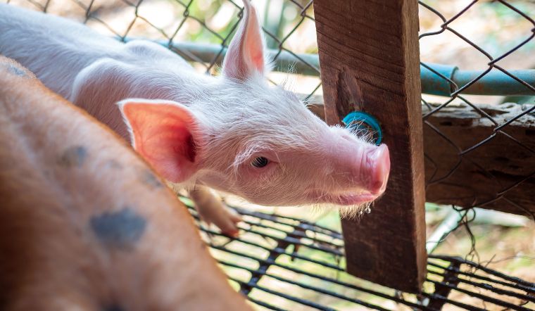 Giá heo hơi hôm nay 02/08: Thay đổi từ 1.000 đồng/kg